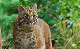 Illustration for article titled Belated/Beta Caturday Post - Asian Golden Cat